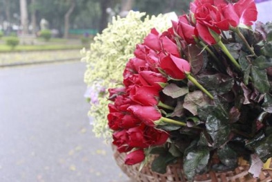 Hoa tươi 8/3 rạng ngời khoe sắc dưới mưa